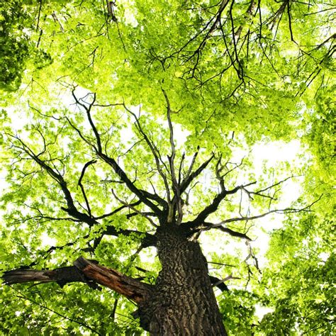 Bright Green Leaves Stock Photo Image Of Summer Foliage 10238894