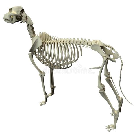 Dog Skeleton Anatomy - Anatomy Of A Male Dog Skeleton Stock Photo ...