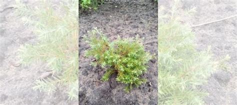Можжевельник, хвойники купить в Воронеже | Товары для дома и дачи | Авито