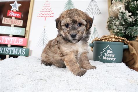 Foster Malti Poo Puppy C8F78F Pawrade