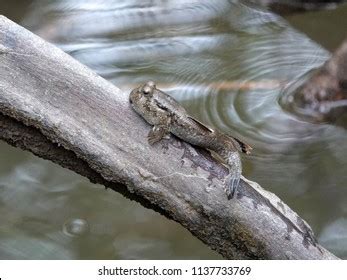 Fish Climbing Tree Photos, Images & Pictures | Shutterstock