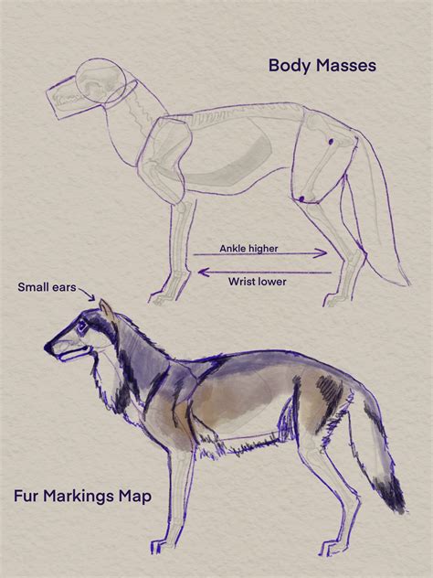 Wolf Anatomy – Scribbles and Sprouts