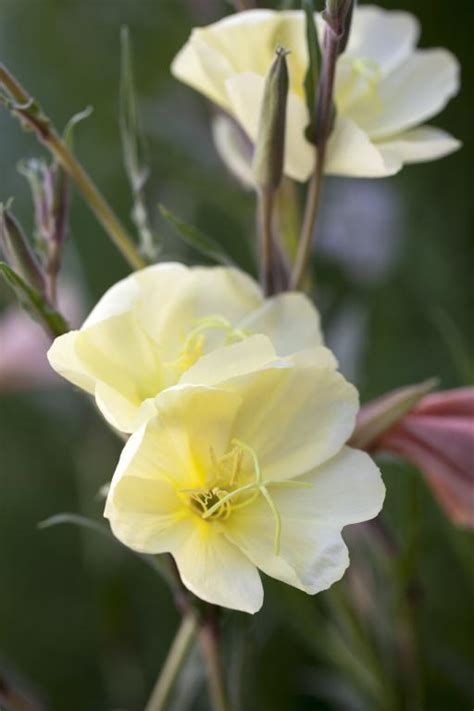 Oenothera odorata, 'Apricot Delight' Seeds £2.55 from Chiltern Seeds - Chiltern Seeds Secure ...