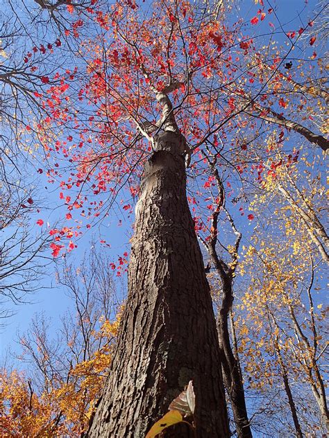 In The Woods 1 Photograph By Robert Nickologianis Fine Art America