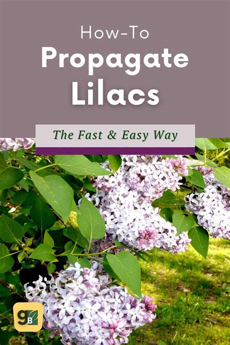 How to Propagate Lilacs: A Step-by-Step Guide — Gardening, Herbs, Plants, and Product Reviews