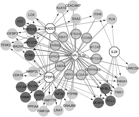 Microrna Mirna Transcription Factor Tf Target Genes Regulating