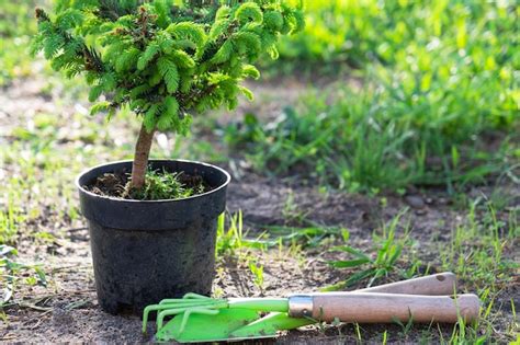 Plantas Con Feras Em Vasos Raiz Fechada Para Plantar Em Sua Horta