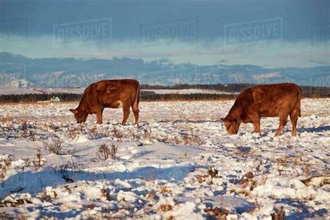 Cattle Grazing In A Snowy Field With Mountains In The Background