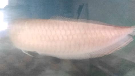 Big Arowana Above 4 Feet Fish In Chennai Youtube