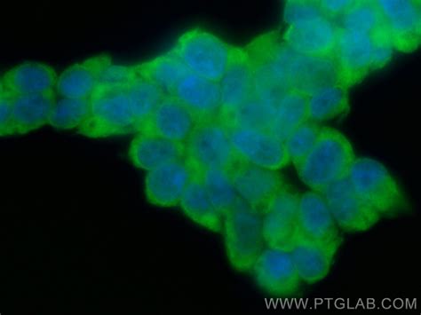 Atg16l1 Antibody Cl488 29445 Proteintech