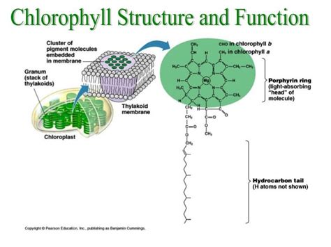 Photosynthesis