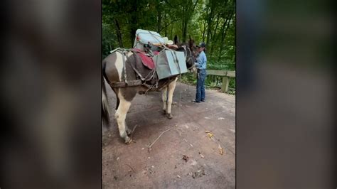 After Helene, mules deliver crucial supplies in North Carolina