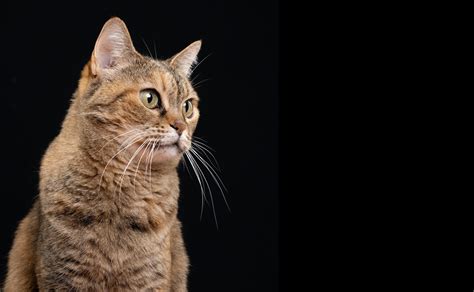 Feline Traits Understanding Your Cats Personality