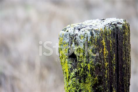 Old Weathered Wooden Post With Moss Stock Photo Royalty Free FreeImages