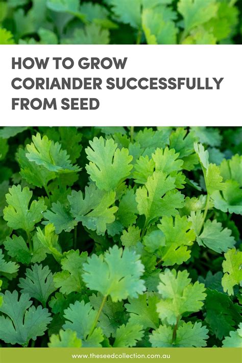 How To Grow Coriander Successfully at Tarah Gordon blog