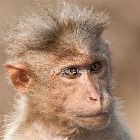 "Bonnet Macaque Portrait" by Nickolay Stanev | Redbubble