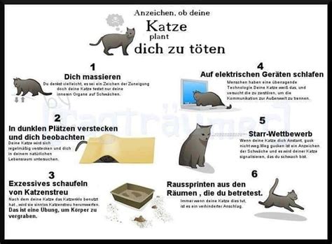 Anzeichen Ob Deine Katze Plant Dich Zu T Ten Dravens Tales From The