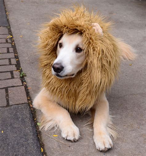 Lion mane tutorial Costume Halloween, Diy Dog Costumes, Fete Halloween ...