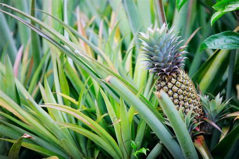 The Antigua Black Pineapple - Minneopa Orchards