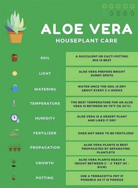 how to care for aloe vera houseplant