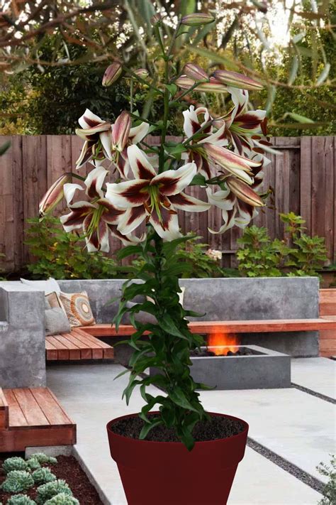 Beverly Dreams - lily bulb