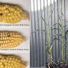 Toward Aflatoxin Free Transgenic Corn The Scientist Magazine