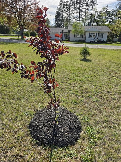 plant care  willow hybrids fastgrowingtreescom