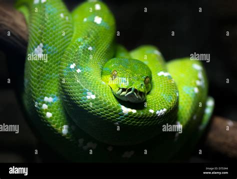 Serpiente Verde Amarillo Piel Reptil Fondo De Pantalla Hd Peakpx