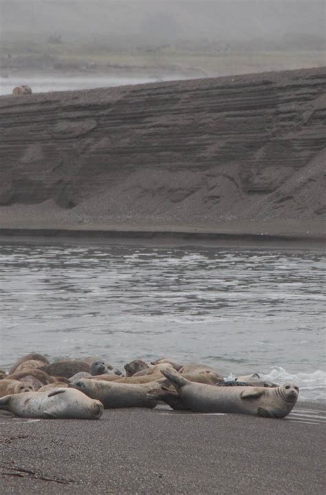 Seals straight chillin’. Goat Rock Beach, where the Russian River meets ...