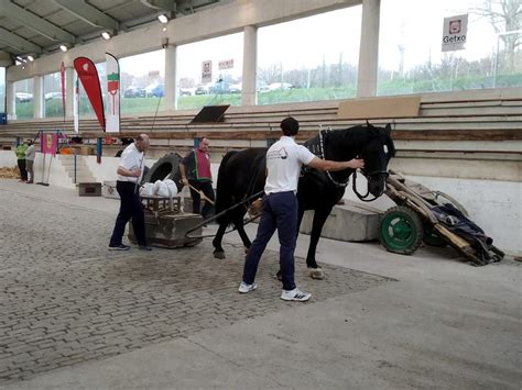 Zaldi Probak Bizkaiko Herri Kirol Federakundea