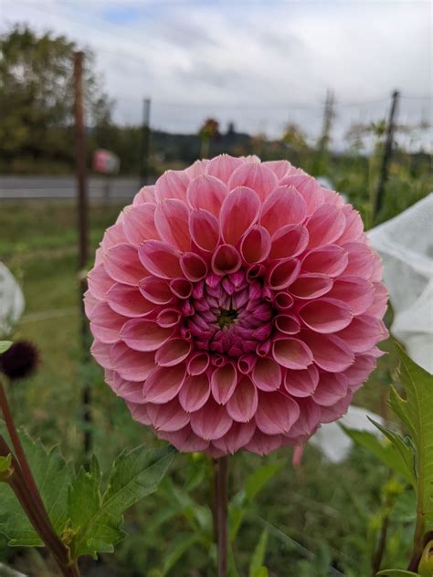 Bracken Rose Tuber Four Acre Farm Llc