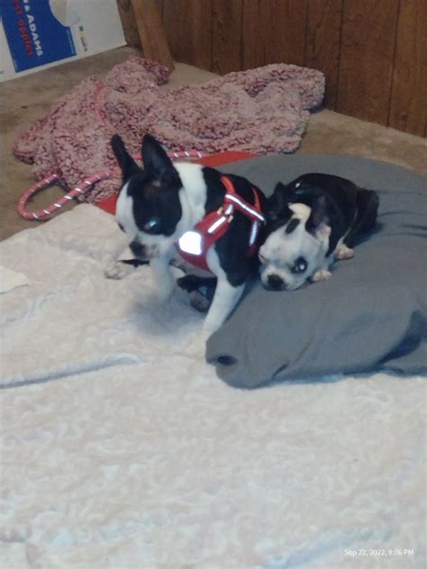 Boston Terrier For Sale In Wapato Petzlover