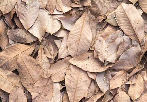 Hojas secas sobre fondo de otoño piso Foto Premium