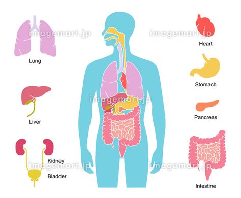 人体の内臓図と臓器アイコンのイラスト素材 140224614 イメージマート