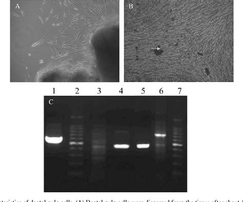 Figure 1 From MiRNA Expression Profiling Identifies DSPP Regulators In