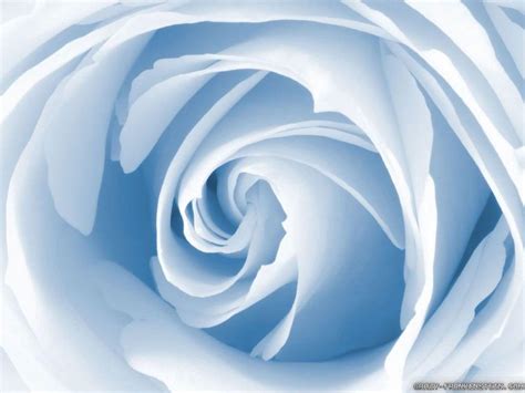 Light Blue Roses Wallpapers - Top Free Light Blue Roses Backgrounds ...