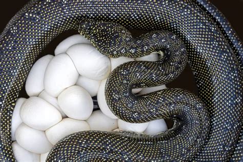 Significado De Sonhar Ovo De Cobra Descubra Os Segredos Ocultos