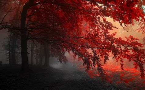 red aesthetic laptop wallpapers top  red aesthetic laptop