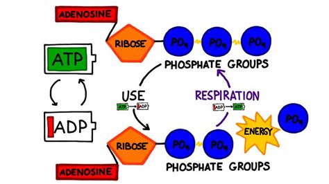 The ATP Cycle | Teaching biology, Biology diagrams, Atp biology