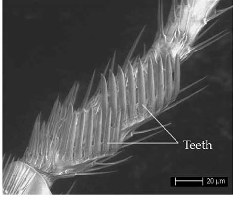 Scanning Electron Micrograph 6509 Showing The Two Major Segments C1