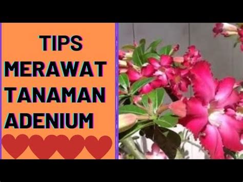 Tips Merawat Tanaman Hias Adenium Agar Berbunga Lebat Tanamanhias