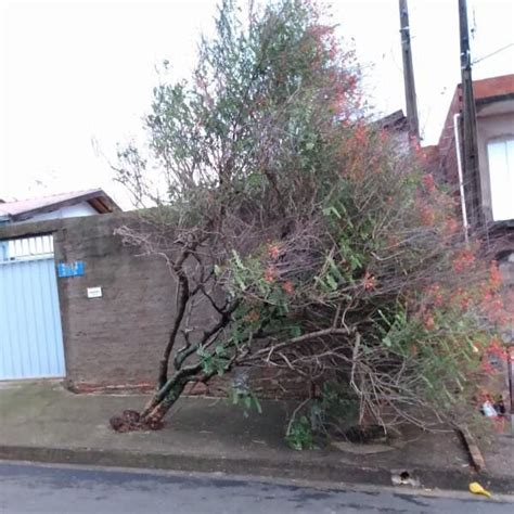 Rvore Cai No Jd Nova Palmares Ii Em Valinhos Devido Forte Chuva