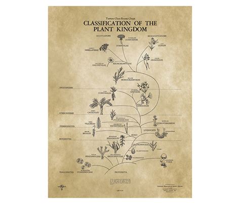 Plant Kingdom Diagram