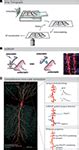 Frontiers From A Meso To Micro Scale Connectome Array Tomography