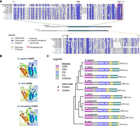 Analysis On Amino Acid Sequence Alignment And Organization Of