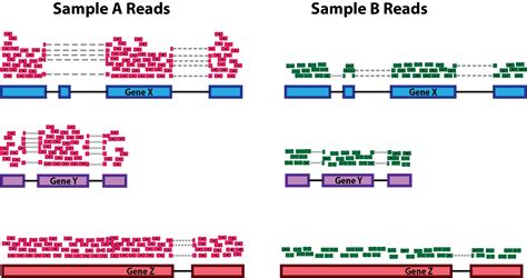 Count Normalization With Deseq Introduction To Dge Archived