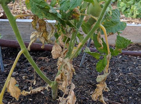 How to Find, Prevent, and Treat Zucchini Plant Problems? - Happiness ...