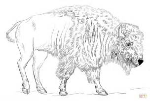 Bison coloring page | Free Printable Coloring Pages