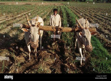 Rva Indian Farmer Ploughing Field With Bullocks Karnataka India