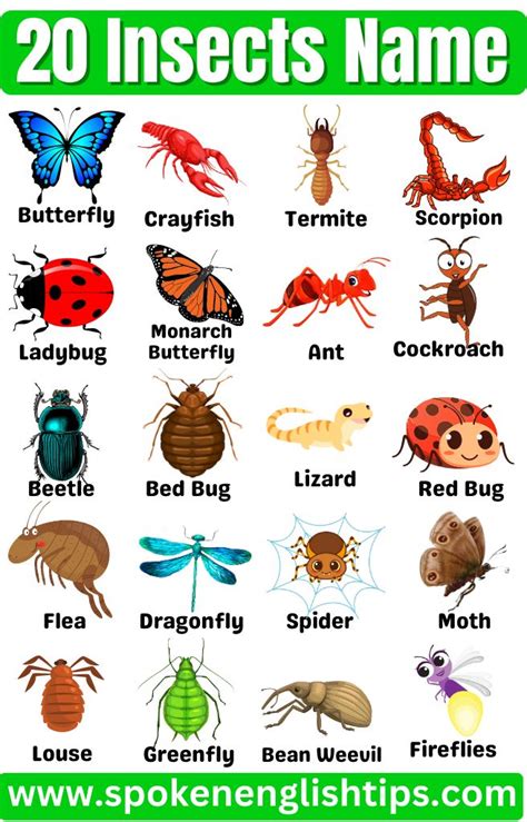 20 Insects Name in English and Hindi | Insects names, Insects, Insects ...